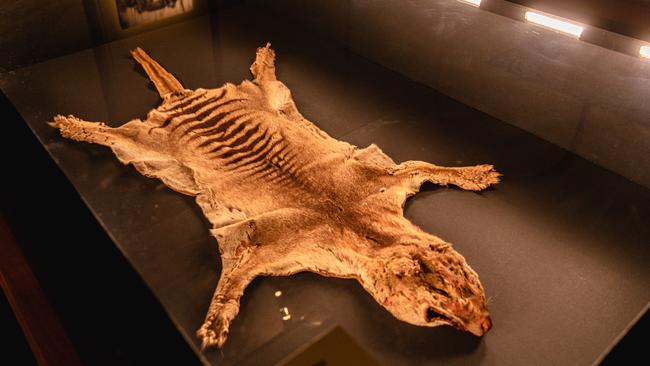 Remains from the last Thylacine were discovered at The Tasmanian Museum and Art Gallery archives. Picture: Linda Higginson