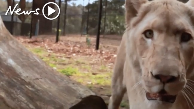 Zoo keeper fighting for life after vicious lion attack in NSW | news ...