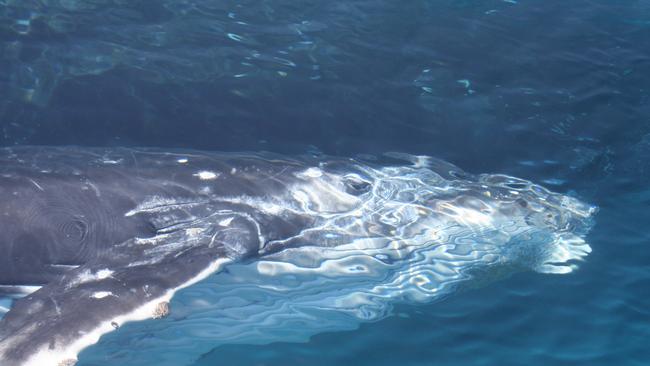 A curious humpback whale has a closer look. Picture: Brisbane Whale Watching