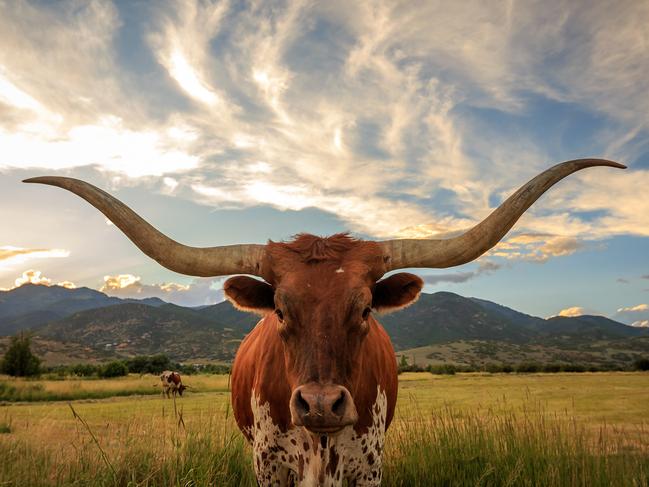 ESCAPE: MAR 5. Aviation cover story, Robyn Ironside. Texas long horn steer in a rural Utah field, USA. Picture: istock