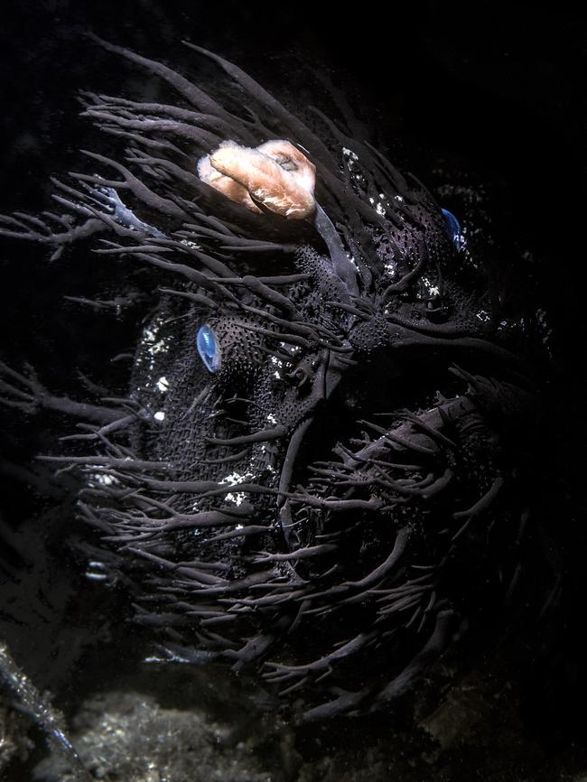 Yup, I’d be freaked out too if I spotted this. A black frogfish, aka angler fish in Gold Coast waters. Picture: Andy Wingate