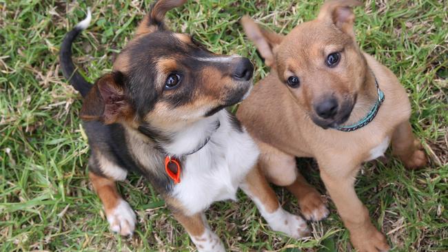 Working Breed Rehab puppies Jersey (Kelpie Boarder Collie Cross) and Steffi (Kelpie Cross).