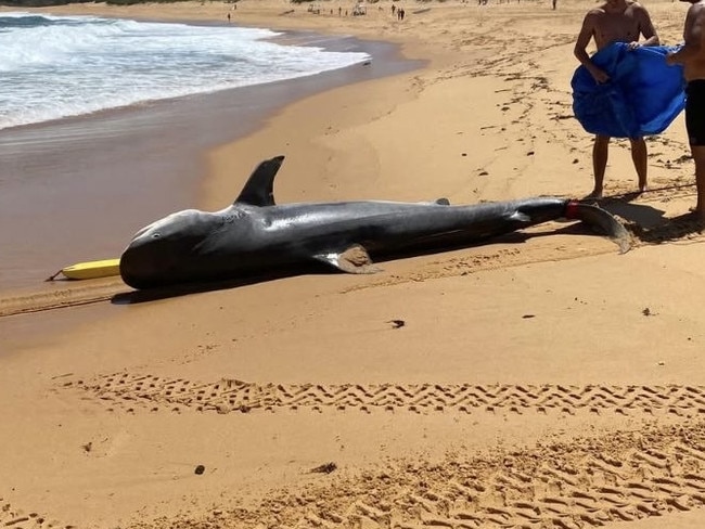 Tiger Shark washed up in Central Coast