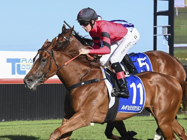 Starmae will appreciate a drop in grade and weight when she steps out on her home track. Picture: Bradley Photos