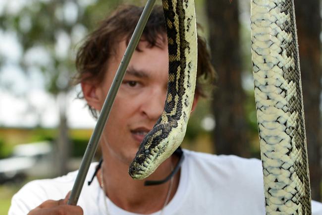 Snake catcher is Codey Rowe, from Gympie Reptile Removal rescues a carpet python after it was run over by a car on Exhibition Rd, Southside, between Gympie South State School and the Showgrounds.Photo Patrick Woods / Gympie Times. Picture: Patrick Woods