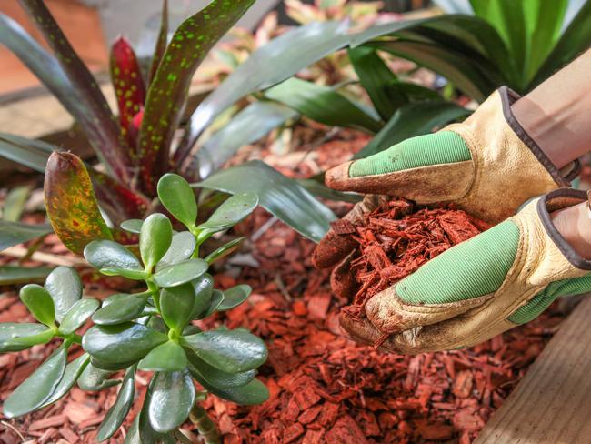 dt home focus drought resistant gardening Health garden with red cear woodchip mulch. Garden maintenence in Spring while wearing Gardening gloves.