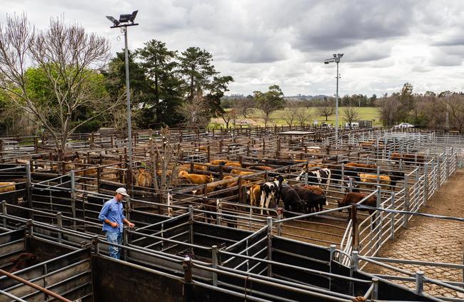 Camden Saleyards have been sold to an unknown buyer. Picture: Edwin Lim