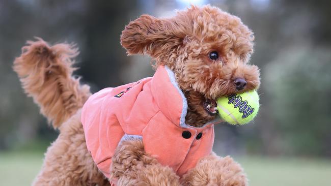 City of Melbourne unleashes plans for eight new dog parks. Doggos around inner-city Melbourne could soon be treated to more parkland for their daily walkies under a City of Melbourne proposal to double the number of off leash areas. Billy plays with his tennis ball in the park at Docklands.                     Picture: David Caird