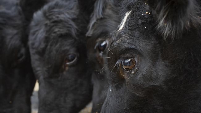 A Victorian grazier has been banned from owning cattle after he was found guilty of 12 counts of aggravated animal cruelty following the deaths of 20 cattle, including Angus cross cows and heifers. PIC: ZOE PHILLIPS