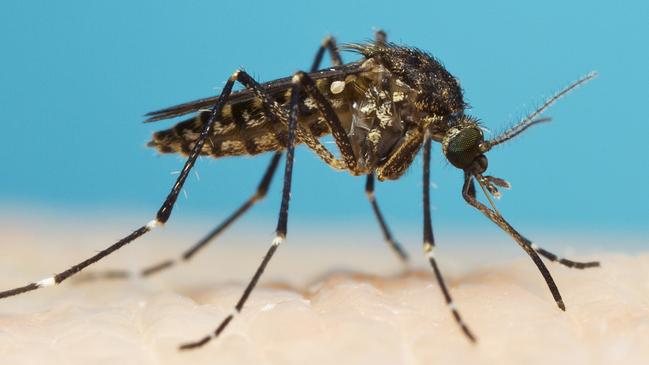 Saltmarsh mosquitoes (Aedes vigilax) are linked to most of the problems with the insect on the Gold Coast.