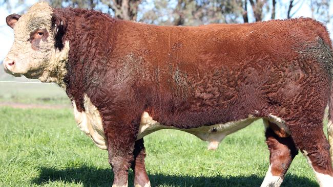 Wirruna Hereford top priced bull, August 2020.