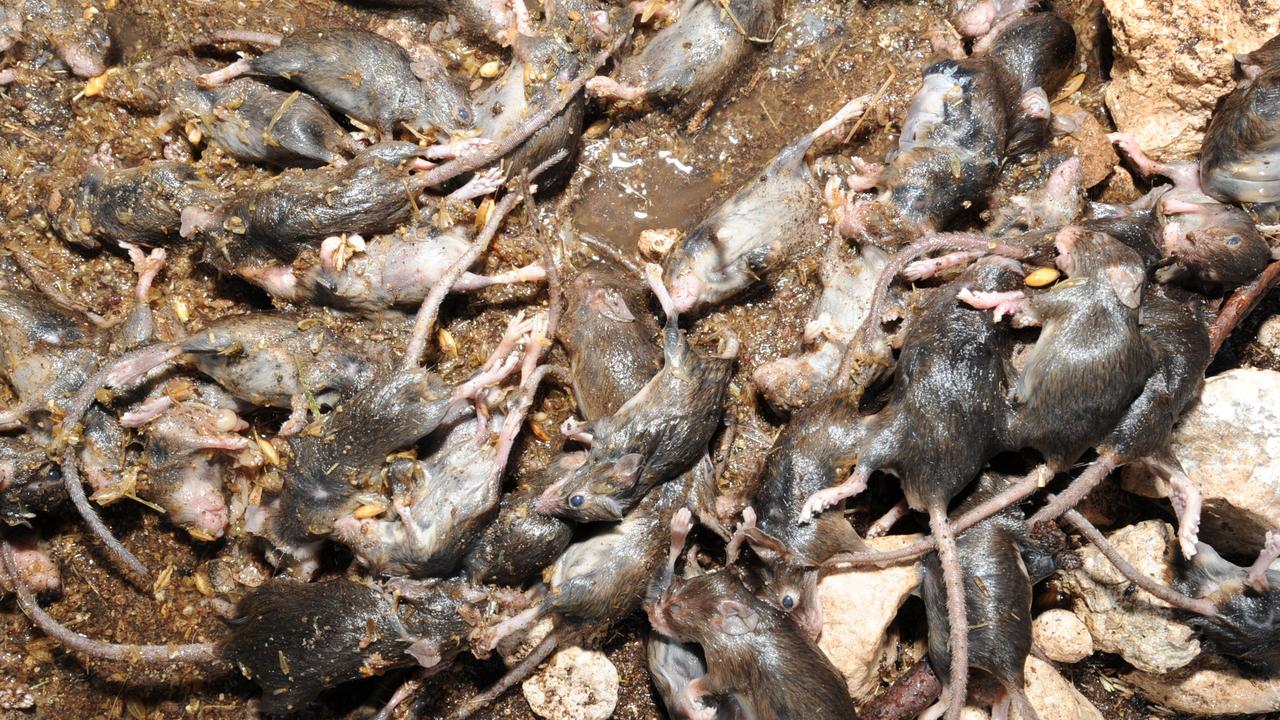 Mouse plague: CSIRO app helps rural towns, farmers stop rodent spread ...