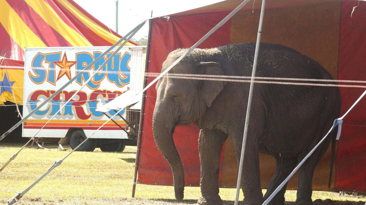 Arna, pictured at Stardust Circus, crushed her handler Ray Williams, 57, to death on December 27, 2007.