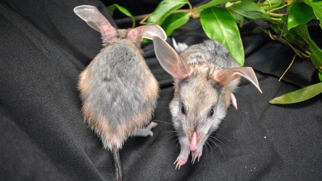 The bilbies will eventually be released into the wild to help increase the population. Photo: Dreamworld. 