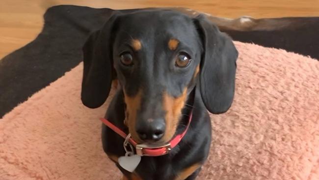 Valerie the missing sausage dog on Kangaroo Island. Picture: Facebook