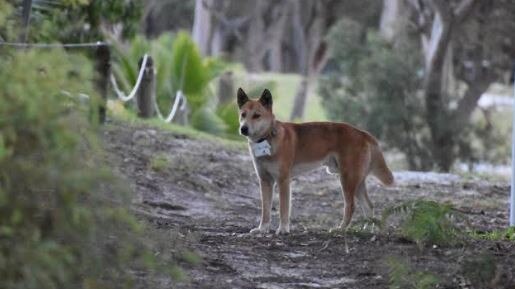 Dingoes at Fraser Island's Orchid Beach have been fitted with GPS tracking collars.