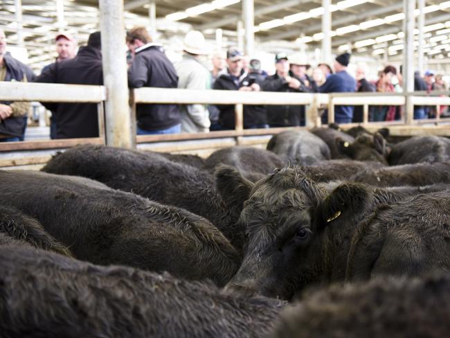 Action at the Leongatha store cattle sale on Friday, April 23, 2021.