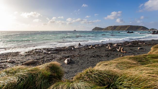 Macquarie Island. Picture: Pete Harmsen