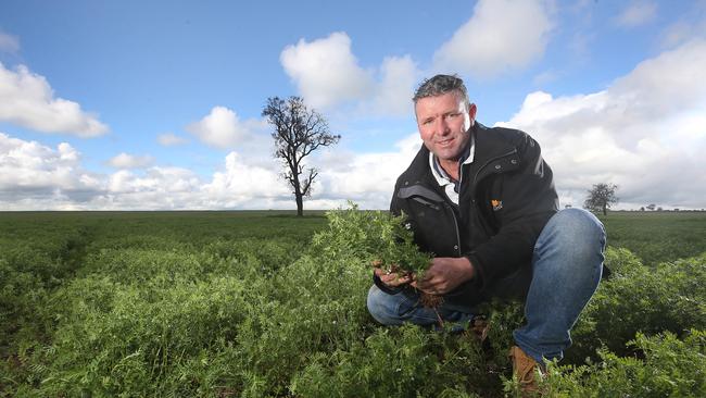 Brett Hosking, with lentil crops, Oakvale. Picture: Yuri Kouzmin