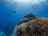 Reef decision a ‘strong message to UNESCO’ says Warren Entsch