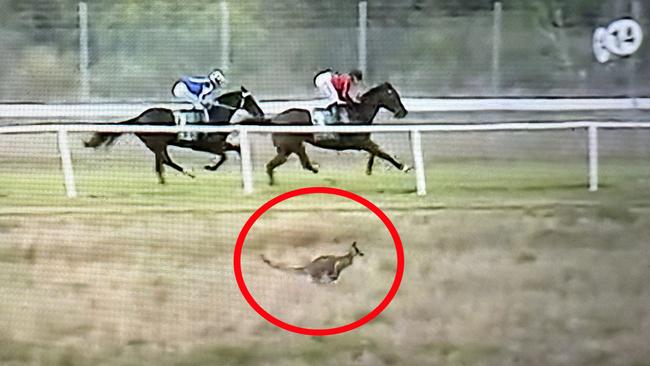 As horses raced past the 1400m mark, the kangaroo could be seen hopping along in time in the middle of the track at Warren.