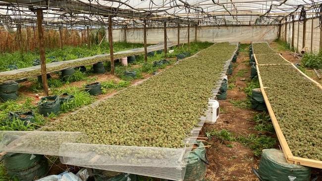 A huge cannabis crop found in glasshouses at a property at Buckland Park in December 2019.. Photo: SA Police