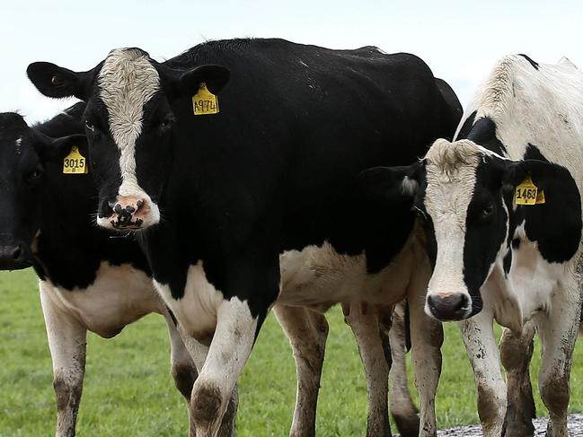 Union Dairy Company's showpiece farm at Grassmere. Cows coming in to the Dairy. generic farm, cowPicture: ANDY ROGERS