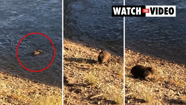 Wombat shakes off after swimming across the Murray River