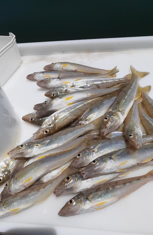 Whiting continue to be caught in Moreton Bay. Picture: Spero Kartanos