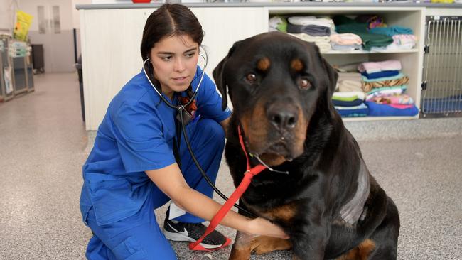 Vet nurse Natalia Gomez with five-year-old rottweiler Nero who is in the surgery after swallowing rat bait. Picture: Tracey Nearmy