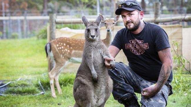 Brett Marthick with Roger the eastern grey kangaroo. Picture: CHRIS KIDD