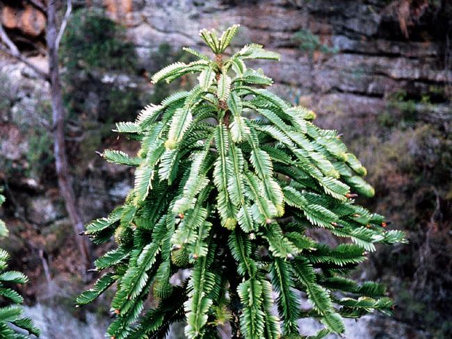 The endangered Wollemi pine.