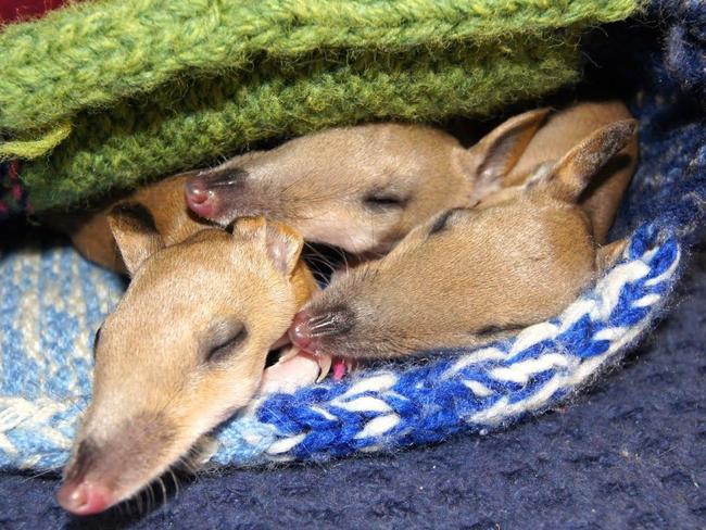 Ms Kelly rescued long-nosed bandicoots Harry, Emma and Grace from the pouch of their mum who had been hit by a car in Manly. Picture: Ashley Kelly