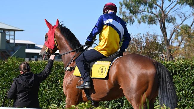 Athletic Cawdor has shown good speed in jumpouts with jockey Luke Currie aboard. Picture: First Light Racing