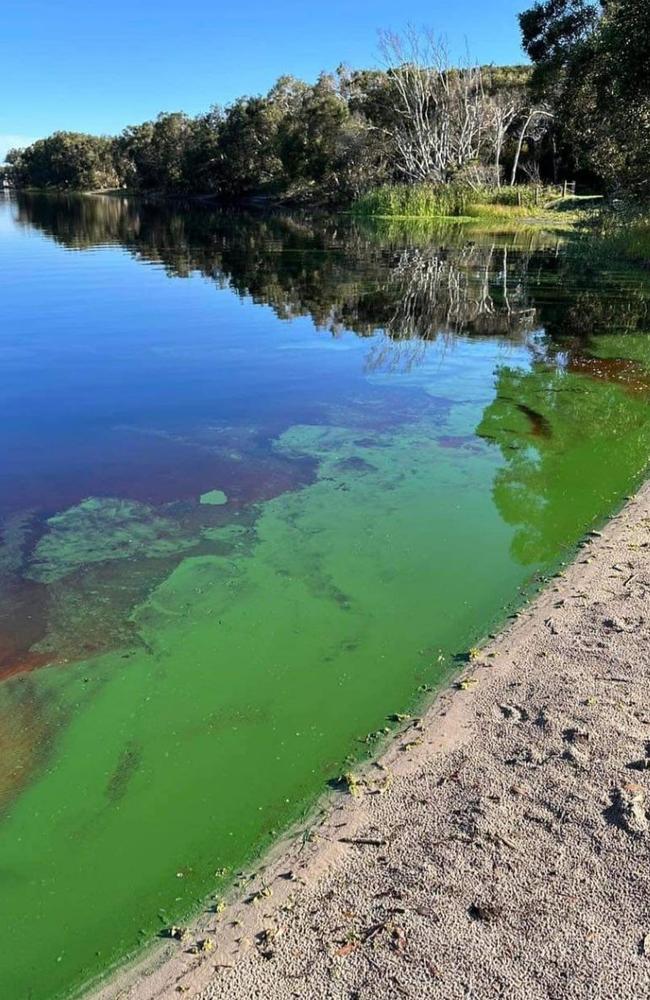 Algae in Lake Ainsworth, NSW. Picture: Supplied / Facebook