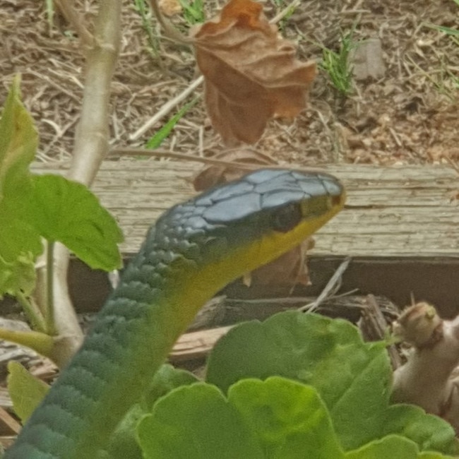 This snake attempted to get through a kitchen window in Nudgee on Thursday. Photo: Mel Flesser