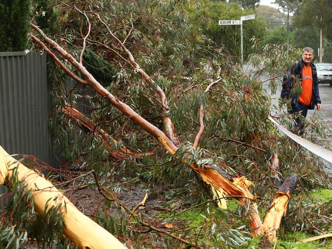 Lightning strikes a tree outside Gary Altman’s home in Myrtle Bank, Adelaide. Picture: Tait Schmaal