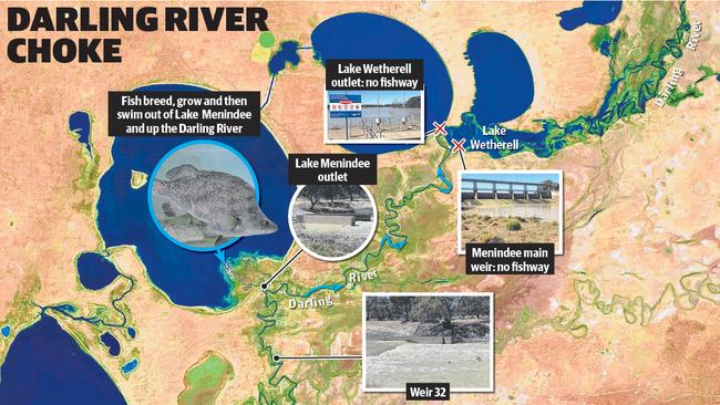 Neither Menindee main weir nor the Lake Wetherell outlets have fishways, leaving golden perch and bony bream trapped, unable to travel upstream.