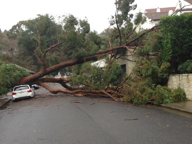 A car crushed by a tree. Picture: Pragash Santi, Mosman SES