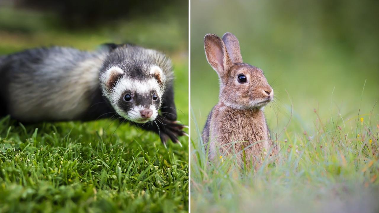 Rabbiting clearance with ferrets