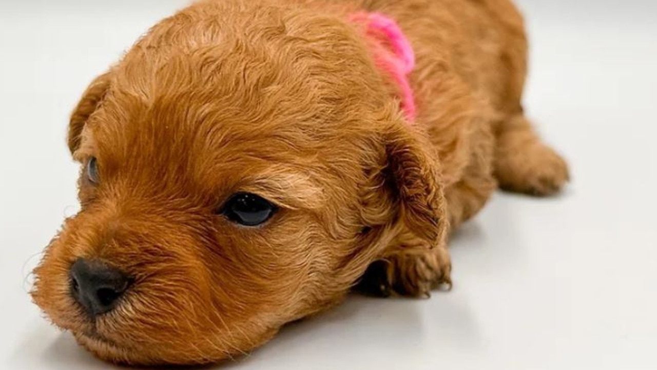 Cavoodle puppies best sale for sale illawarra