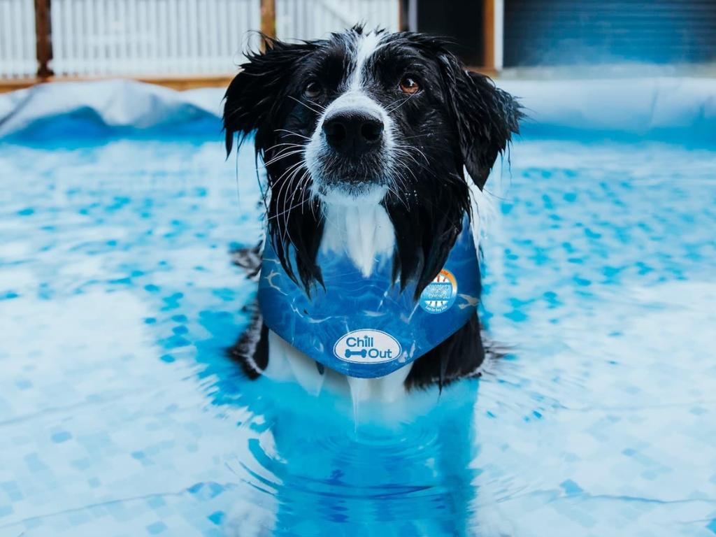 Best Pet Cooling Products To Buy This Summer  Checkout – Best Deals,  Expert Product Reviews & Buying Guides