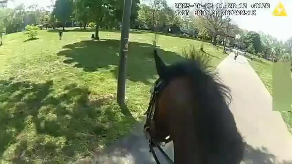 Police Horses Injured in London Dog Attack