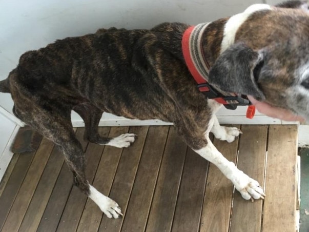 RSPCA Court case against Anthony George Bony of Beaudesert., a brown brindle and white coloured 14.5 year old Boxer dog named, SASHA;