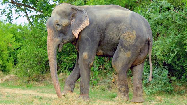 Raju the elephant takes his first steps to freedom, after 50-years in chains. Credit: Press People/Wildlife SOS