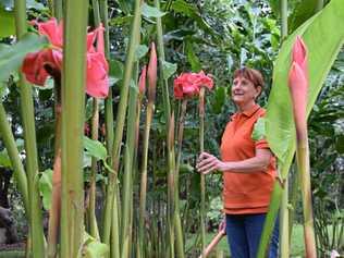 Lyn Palmer had wanted to be a commercial flower producer since visiting other farms near Mission Beach. Picture: Emily Smith