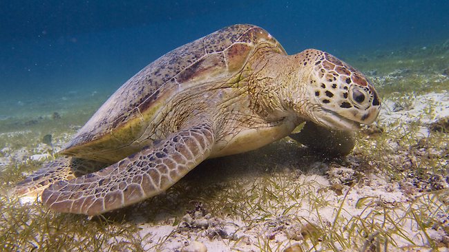 Rare green sea turtles have overpopulated the Indonesia’s Derawan ...