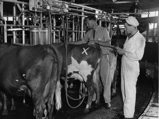 Workers conduct quality control checks with cows on the Camden Park Estate rotolactor dairy. Picture: Belgenny Farm Trust