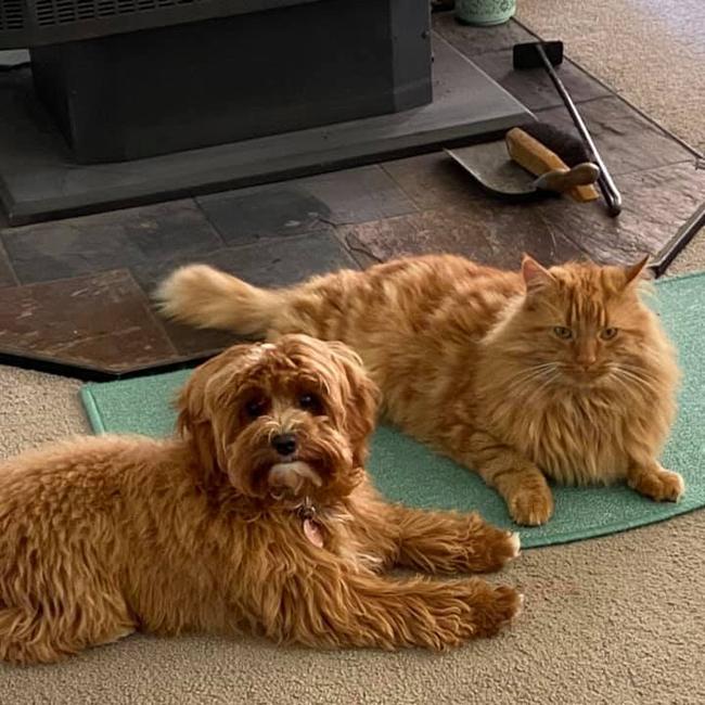 Tassie's Pawfect Pairs | Sam Woodham: Posie - cavoodle (and her bestie!)