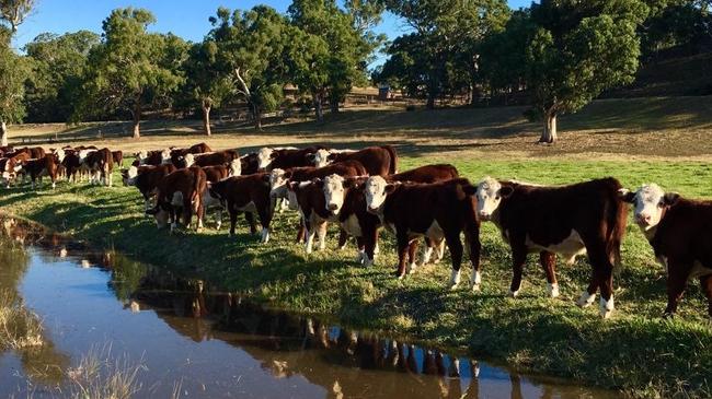 The Paterson family’s cattle farm.